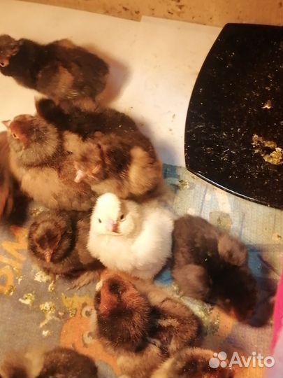 Куры и цыплята