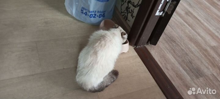 Кошка отдам в добрые руки