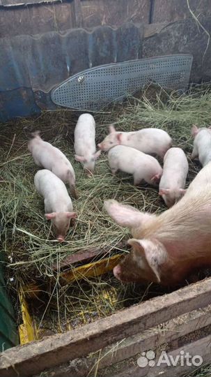 Поросенок ландрас