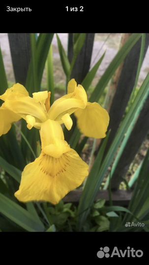 Садовые цветы