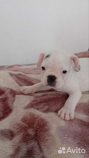 Французский бульдог