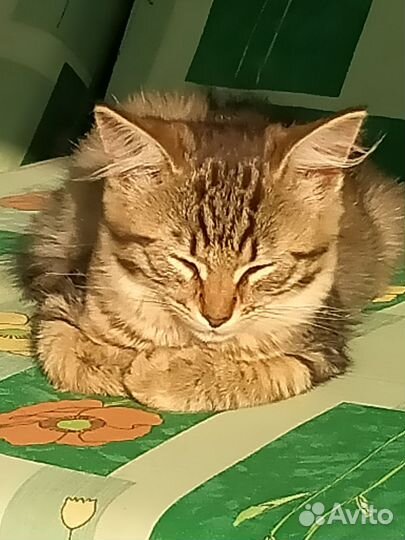 Котенок ручная девочка 3,5 месяца