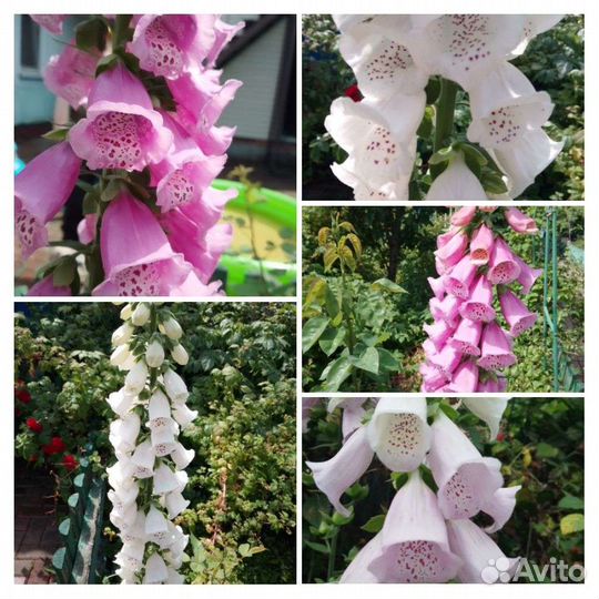 Наперстянка семена