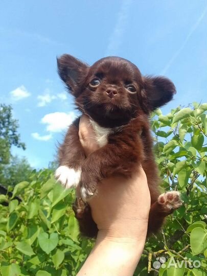 Щенки чихуахуа бейби фейс Коби тип шоколадные