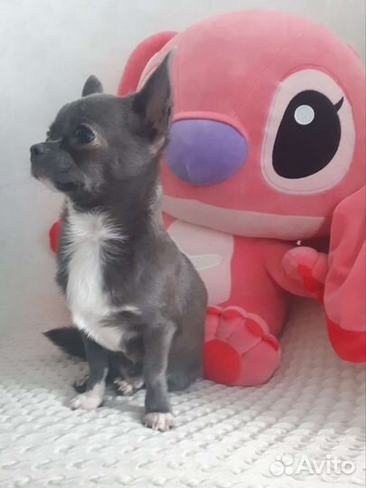 Вязка чихуахуа