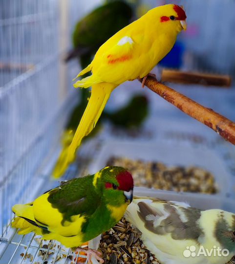 Попугай какарик, корелла, волнистый