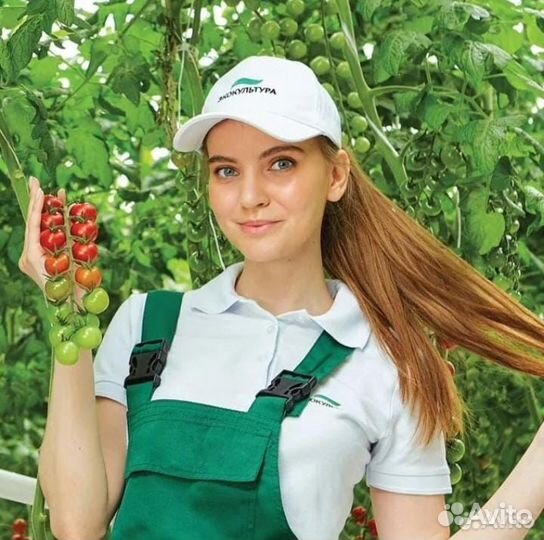 Упаковщик помидор. Вахта - 15/15 в Москве с жильём