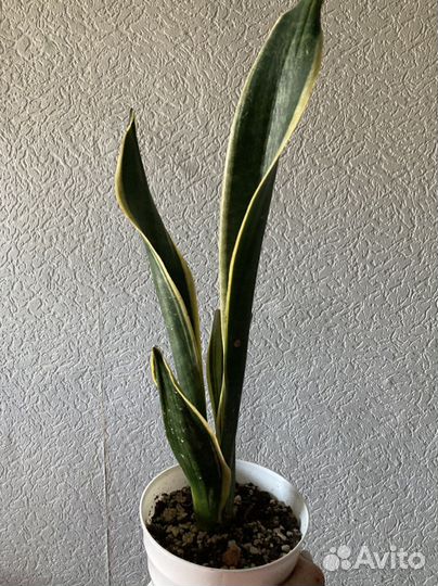 Футура Робуста, Лауренти, ханни зебра, стар роуз