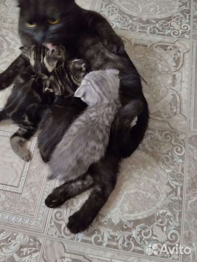 Кошки шотландцы