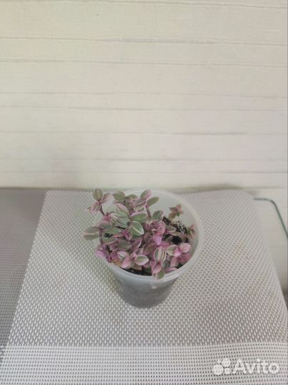 Традесканция, каллизия, колеус, хлорофитум