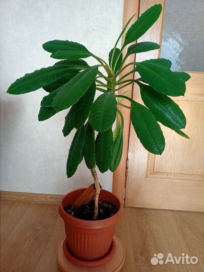 Молочай беложильчатый (Эуфорбия)