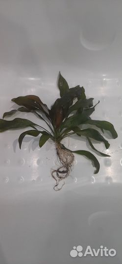 Водоросли для аквариума