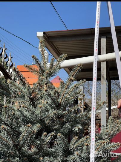 Ель голубая