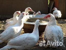 Утята, гусята, цесарята. Утки,Гуси,Цесарки