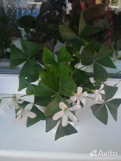 Комнатные цветы кислица