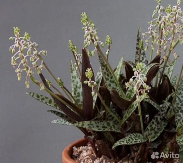 Ледебурия Socialis