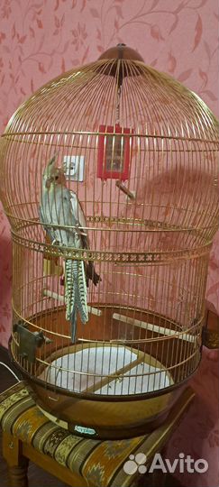 Попугай корелла