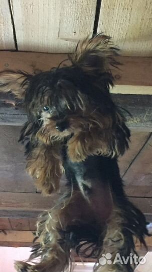 Вязка Йоркширский терьер