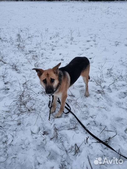 Собака в добрые руки