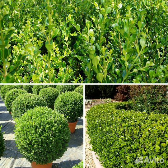 Саженцы самшита