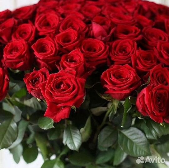 Букет роз 101 роза 51 роза