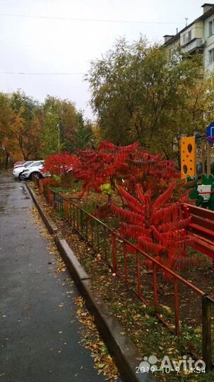 Саженцы Сумах уксусный красный