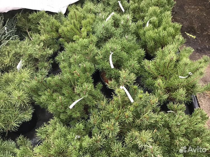 Сосна Горная Пумилио - Pinos Mugo Pumilio