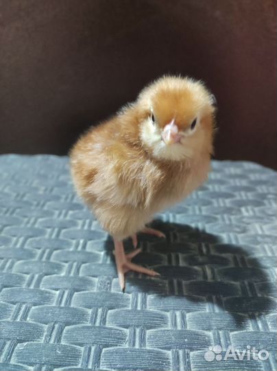 Цыпленок Ломан Браун
