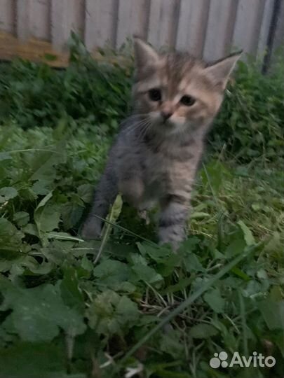 Котята ищут приют