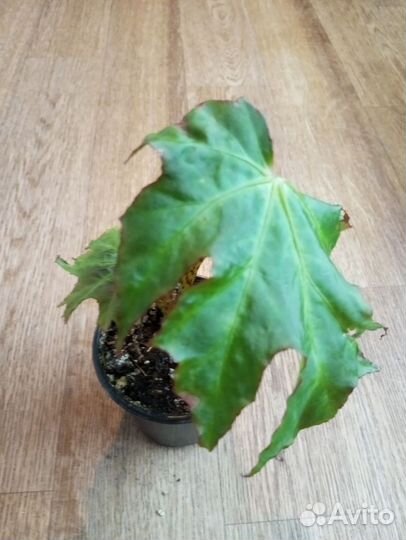 Бегония королевская