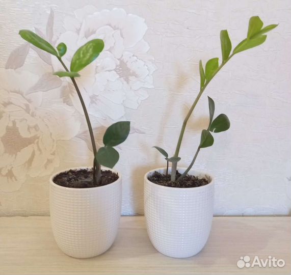 Замиокулькас