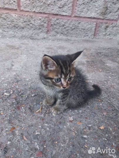 Отдам в добрые руки котенка