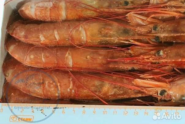 Лангустины Крупные