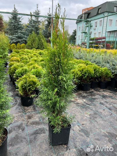 Туя смарагд