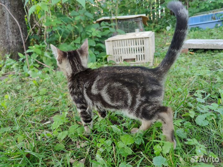 Котенок мраморный бенгальский