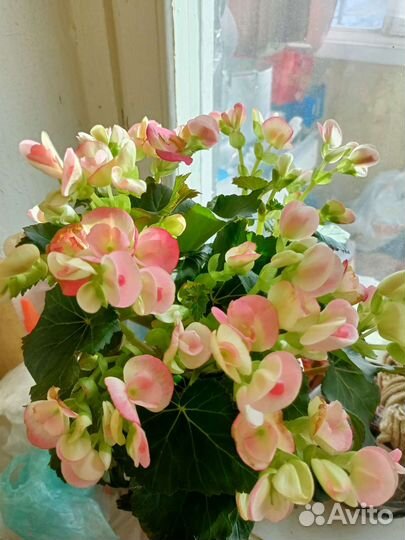 Бегония элатиор