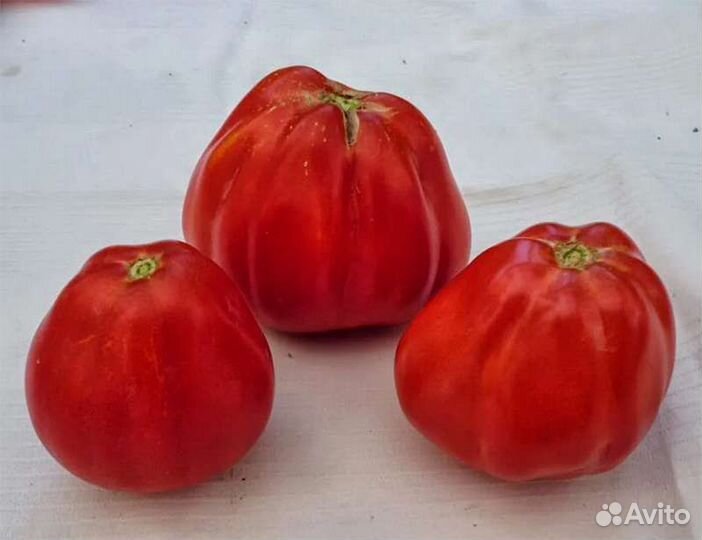 Помидор