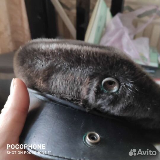 Кепка из нерпы