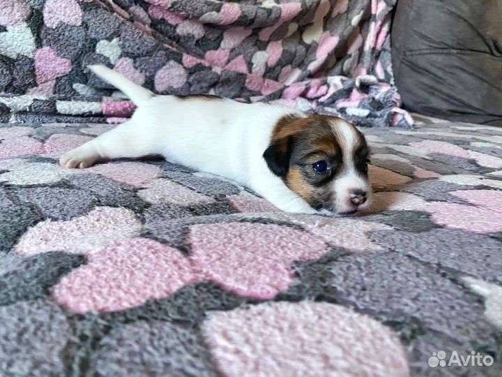 Джек Рассел терьер