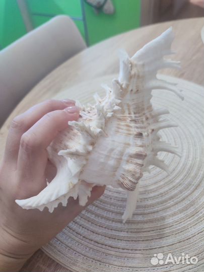 Ракушка океаническая