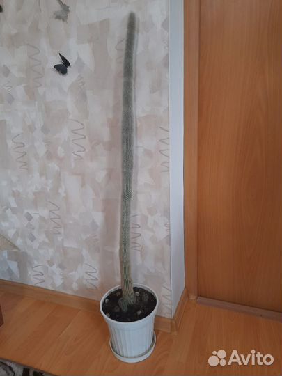 Большой кактус