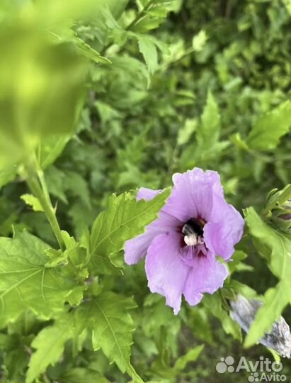 Гибискус сирийский