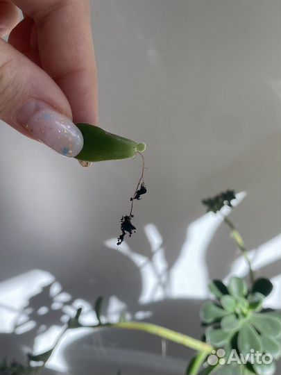 Эхеверия цветущая детки