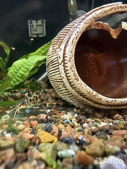 Сомики коридорасы