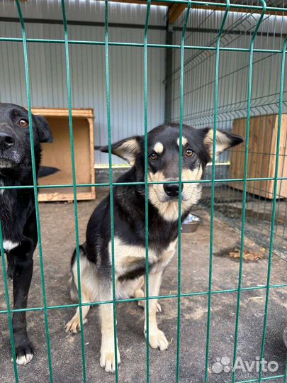 Небольшая собачка в отлове. Спасите