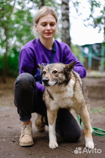 Собака Томочка ждет семью
