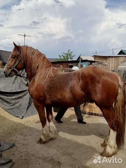 Продам жеребца