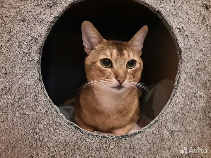 Абиссинские котята
