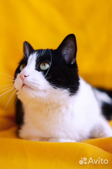 Кот Барон ищет Дом