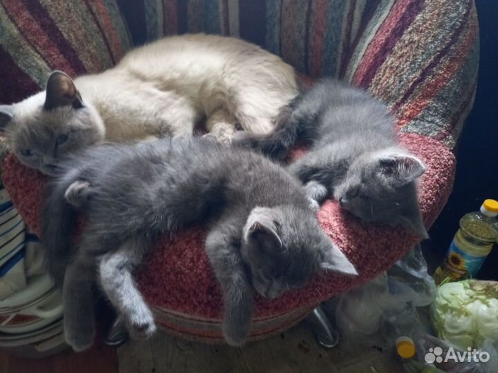 Отдам в добрые руки 2-х мес. котят, девочки